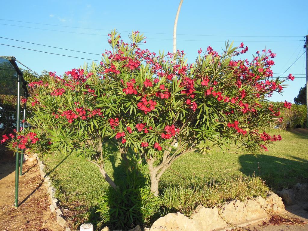 فندق Jardins Da Balaia البوفيرا المظهر الخارجي الصورة